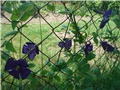 clematis